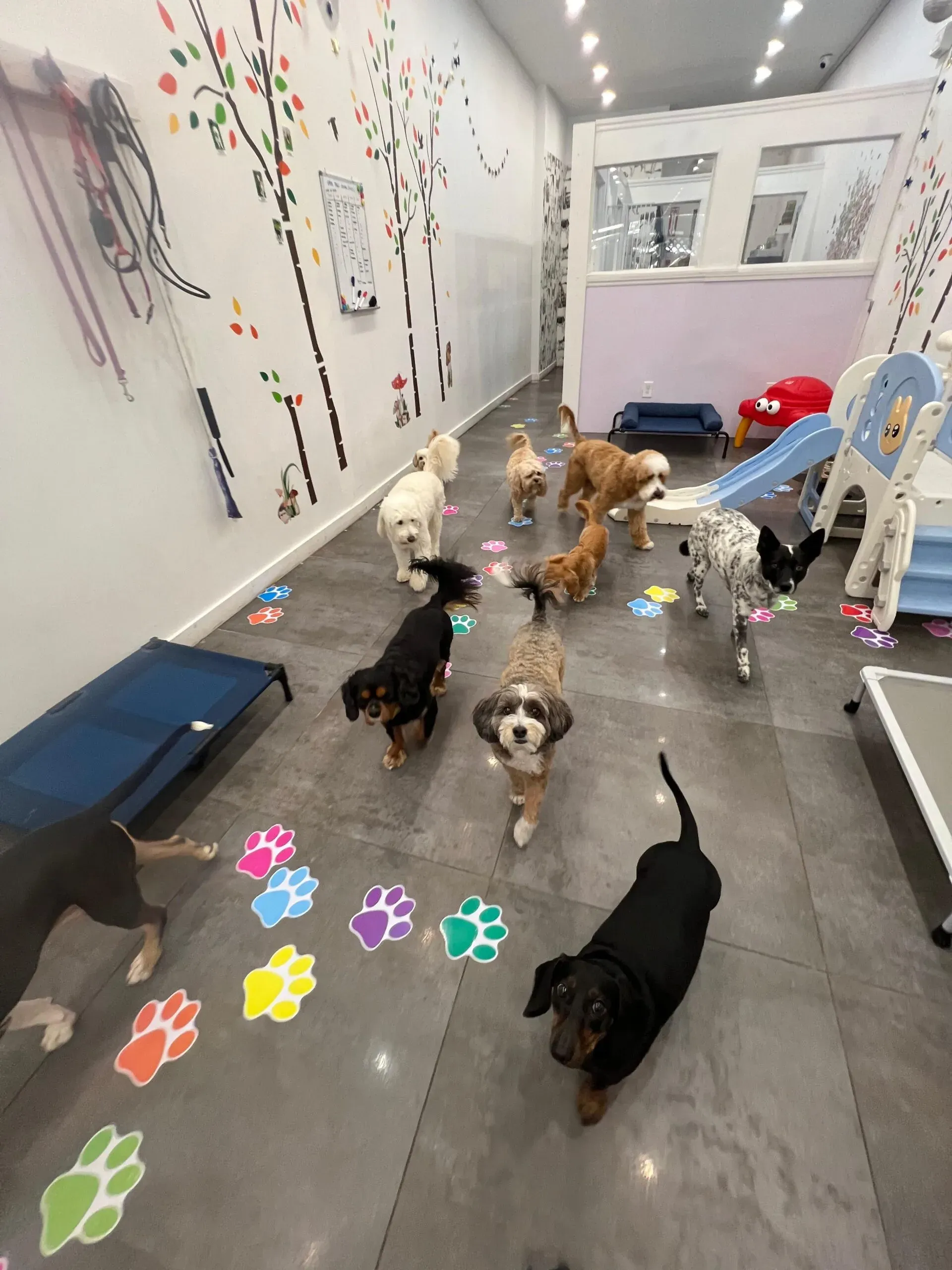 Best dog daycare in Ladds Addition
