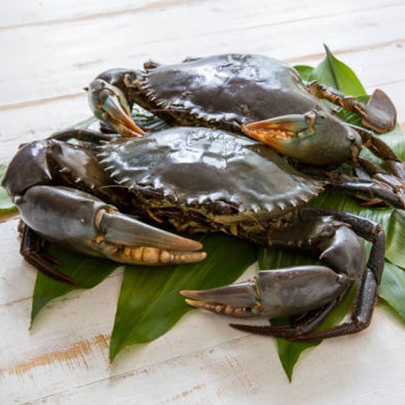 Aquaculture's potential to produce premium seafood through the musk crab diet could be exploited.