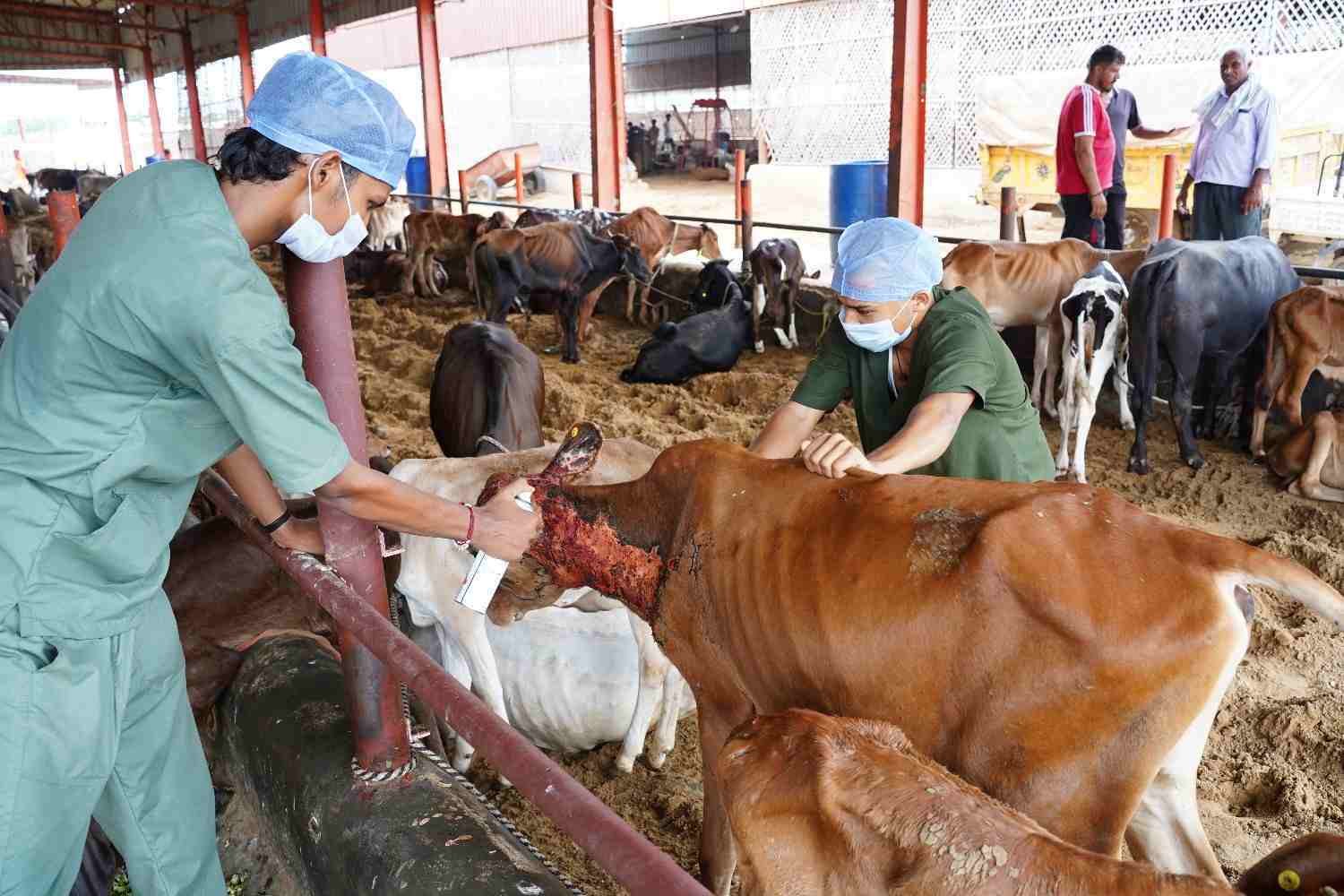 Gokuldham Mahatirth Cow Donation & Gau Seva Support